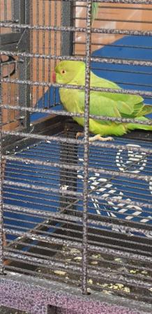 Image 4 of Beautiful Ringneck Indian Parrots 6 month old babies
