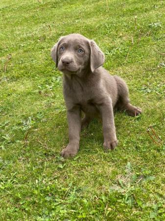 Image 6 of Beautiful blue eyed silver lab puppies