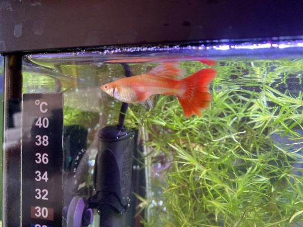 Image 5 of Re homing my pure strain red guppies