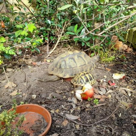 Image 8 of 9 month old and 4 year old Hermann Tortoise from £80