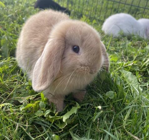 Image 8 of Mini lop baby rabbits **ready now** only 2 girls left