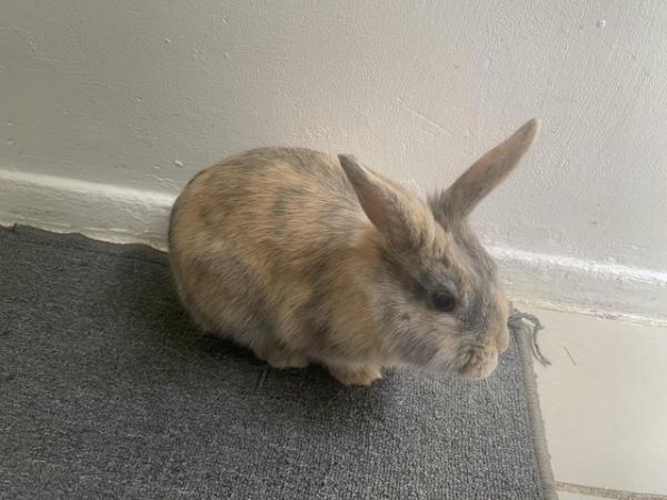 Image 3 of Gorgeous 8 month old dwaf lop Bunny very playful
