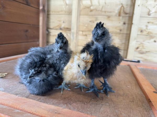 Image 1 of Silkies for sale different ages
