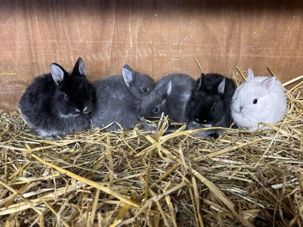 Image 1 of Nerthland dwarf bunnies