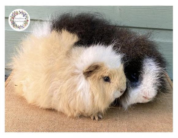 Image 3 of Swiss Guinea Pigs - Boars only!