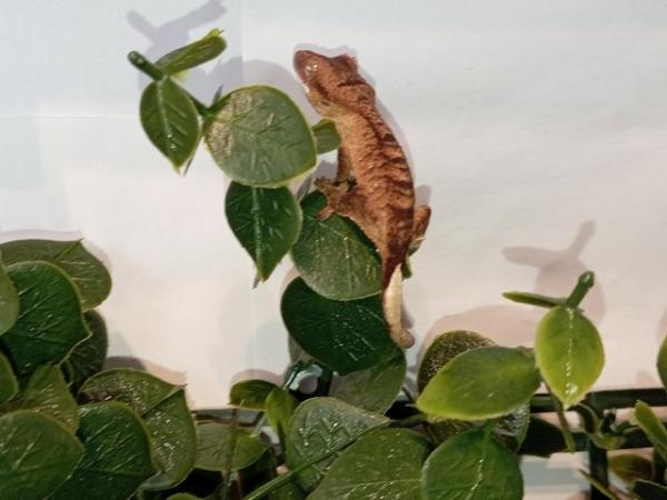 Image 11 of crested geckos. Stunners. Extreme Harley's, super dal etc