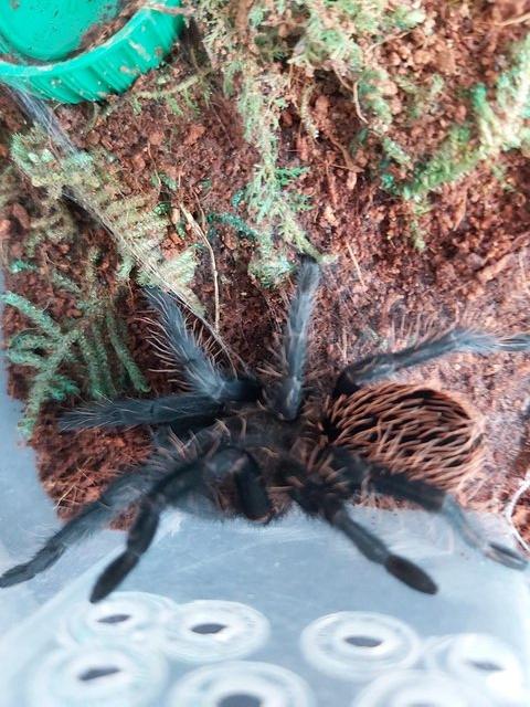 Preview of the first image of Tliltocatl verdezi - Mexican Rose/Grey Tarantula.