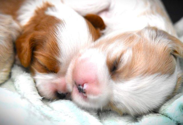 Image 3 of Cavapoo Puppies-Licenced Breeder-Health Tested Parents