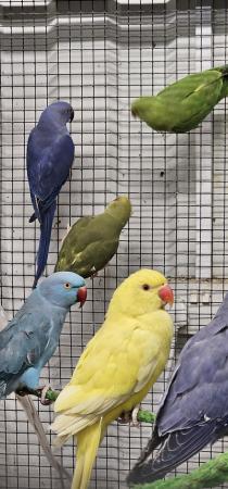 Image 5 of Yellow white lacewing cleartail ringneck parakeets parrots