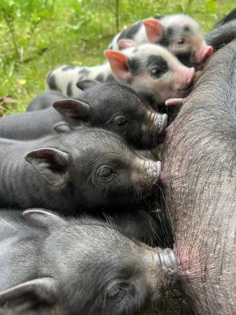Image 3 of Lovely Micro Pig Piglets