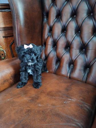 Image 7 of Very rare crestiepoo puppies (chinese crested Cross poodle)