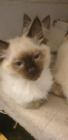 Image 10 of Ragdoll kittens full vaccinated