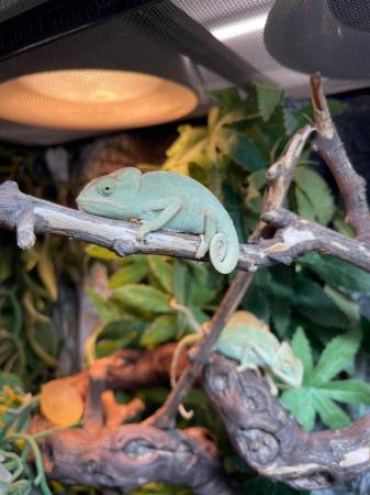 Image 3 of Baby male Veiled chameleon at urban exotics