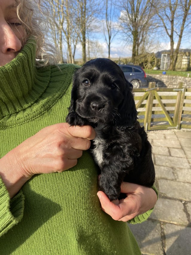 Preview of the first image of KC Reg Show Cocker Spaniel Puppies.