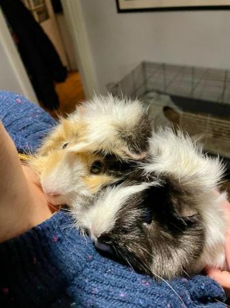Image 2 of Rescue Guinea Pigs (with advice and guidance) for Adoption
