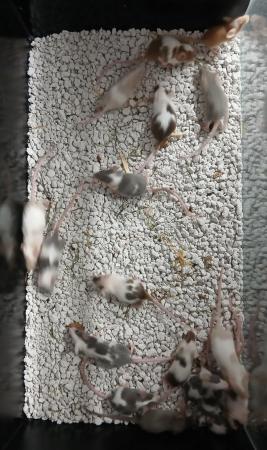 Image 9 of Baby Mice , Tri and mixed coloured