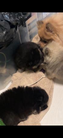 Image 4 of Pomeranian puppies for sale