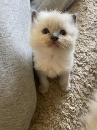 Image 5 of Last one! Pure Ragdoll kittens available now