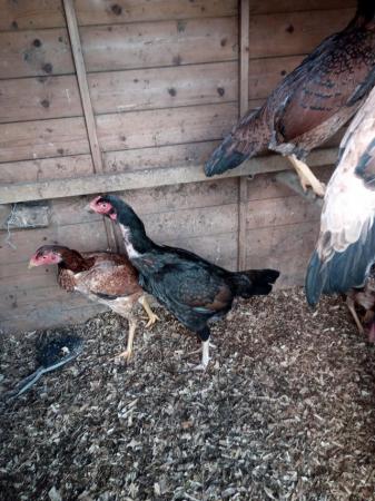 Image 3 of Asil game pullets 10 - 12 month old