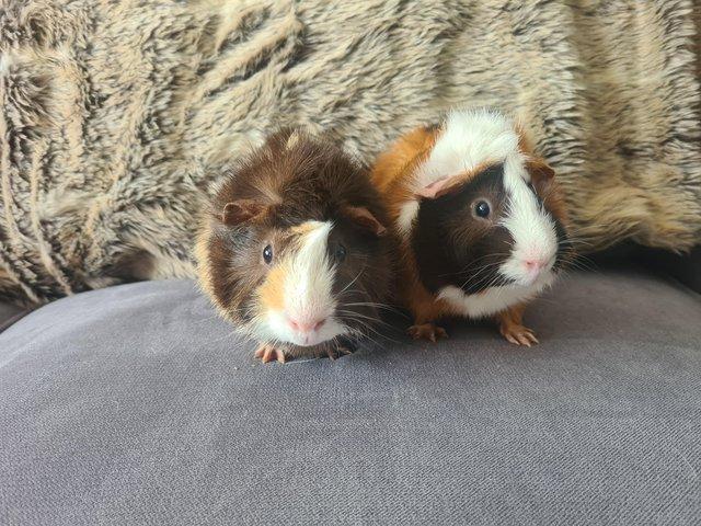 Preview of the first image of Bonded brother guinea pigs.