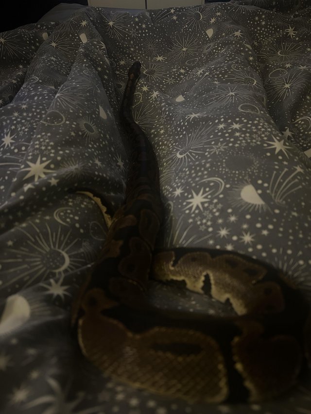 Complete 4ft vivarium set up and ball python — photo 4 of 4