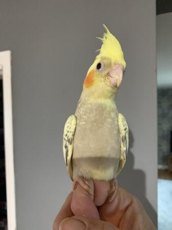 Image 3 of Baby cockatiel hand reared and tamed