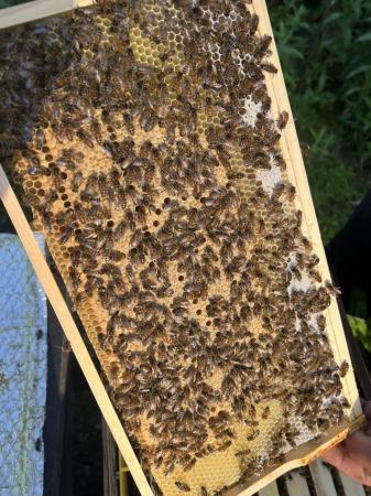 Image 22 of Langstroth Spring Bee Nucs 2024