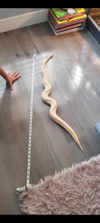 Image 2 of Butterball python snake for sale