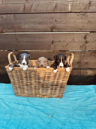 Image 3 of Whippet pups boys & girls