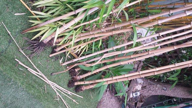 Image 4 of BAMBOO CANES, Home Produced London Grown