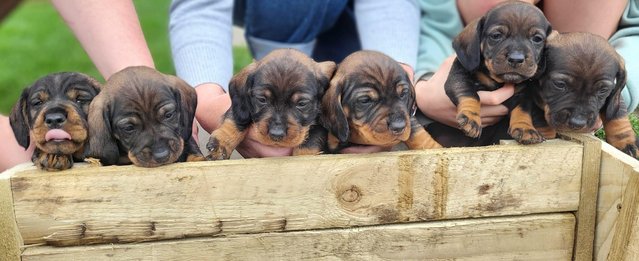 Image 5 of K C wire haired dachshund. Teckel puppies