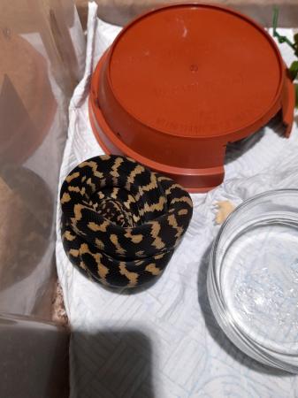 Image 4 of Jungle carpet python Baby's born 2023