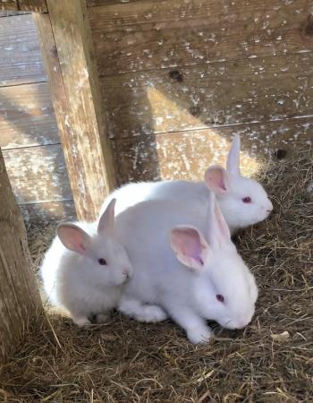 Image 5 of Adorable baby New Zealand White rabbits