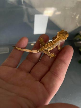 Image 8 of Baby crested geckos from Lilly white and harlequin parents