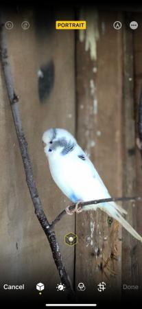 Image 5 of Semi tame baby budgies in Lancashire….’’
