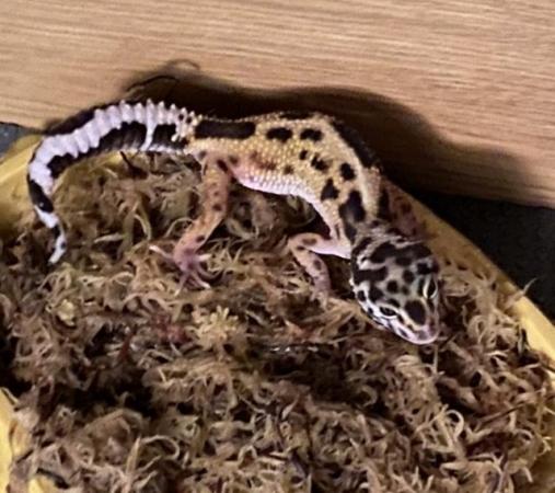 Image 5 of 7 Month old Leopard Gecko