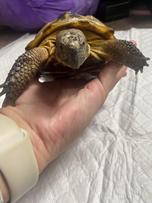 Preview of the first image of 7 year old male Horfield tortoise.