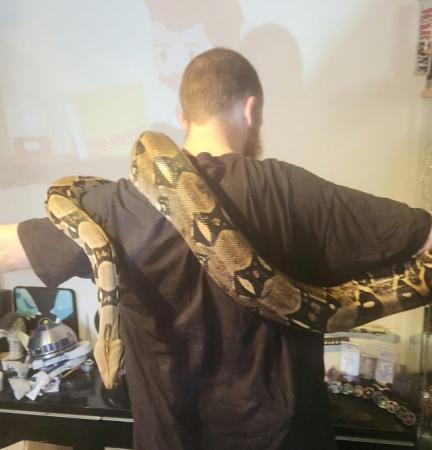 Image 2 of Tame  fully grown male Boa proven breeder