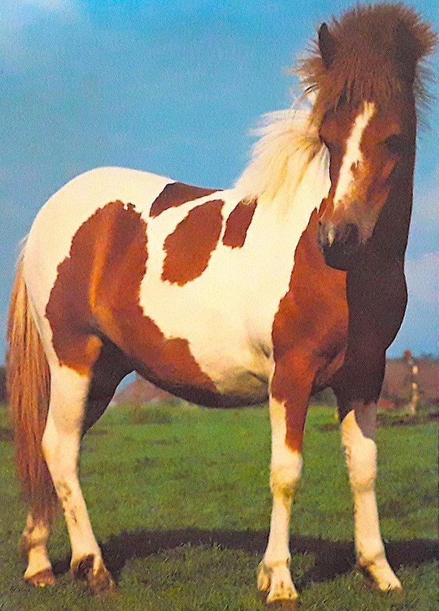 Preview of the first image of JIGSAW PUZZLE - PIEBALD PONY - 500 pieces.