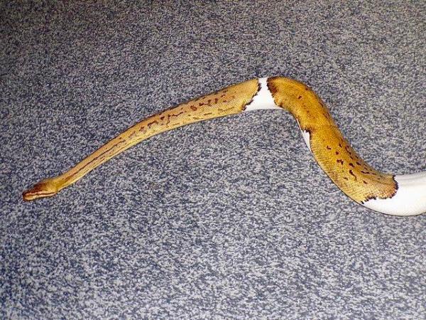 Image 4 of Female leopard pinstripe pastel yellowbelly pied ball python