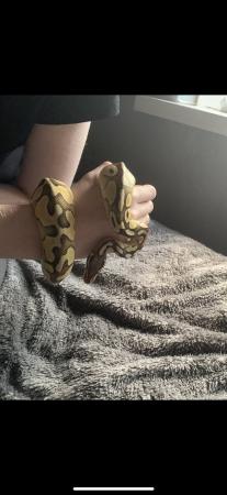Image 5 of ROYAL PYTHON MALE LESSER PASTEL 50% HET GHOST WITH SETUP