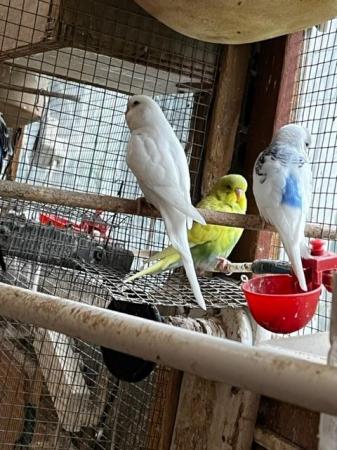 Image 11 of Budgies for sale - Variety of Colors and mutations