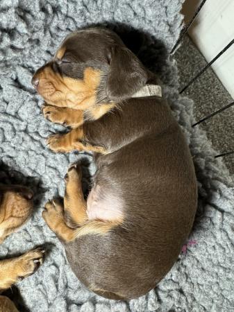 Image 15 of Quality Chocolate miniature dachshund puppies