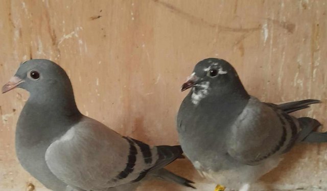 Image 6 of Young racing pigeons for sale