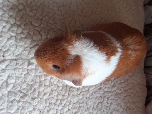 Image 17 of BEAUTIFUL BABY BOYS AND GIRL GUINEA PIGS