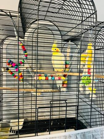 Image 3 of White cockatiel with cage and toys