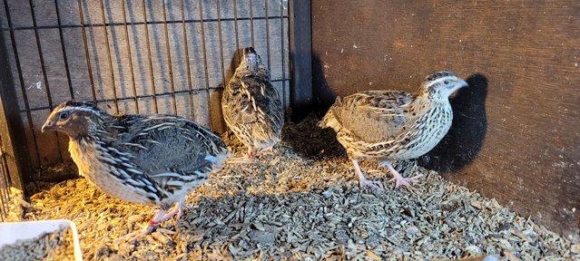Image 3 of Trio of  quail - 16 weeks old