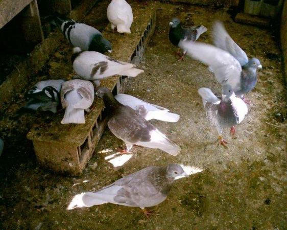 Image 3 of pigeons  for sale in sn11