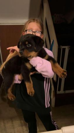 Image 7 of Beautiful Rottweiler puppy for sale