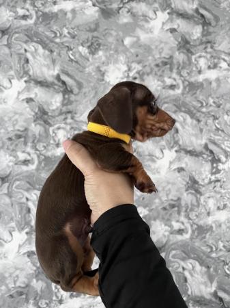 Image 13 of Stunning mini dachshunds